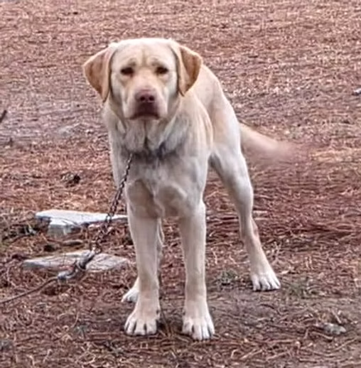 Buddy #3 Lab Rescue LRCP