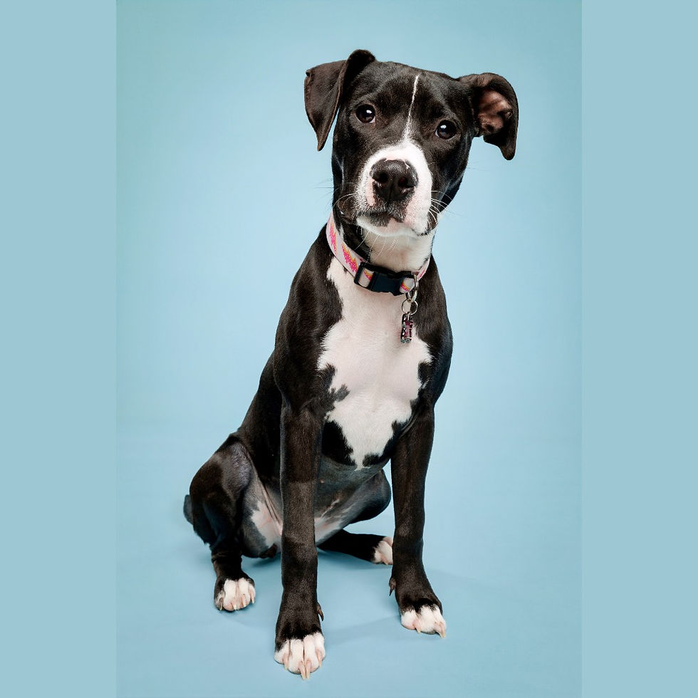 All Good Dogs adoptable Roxy