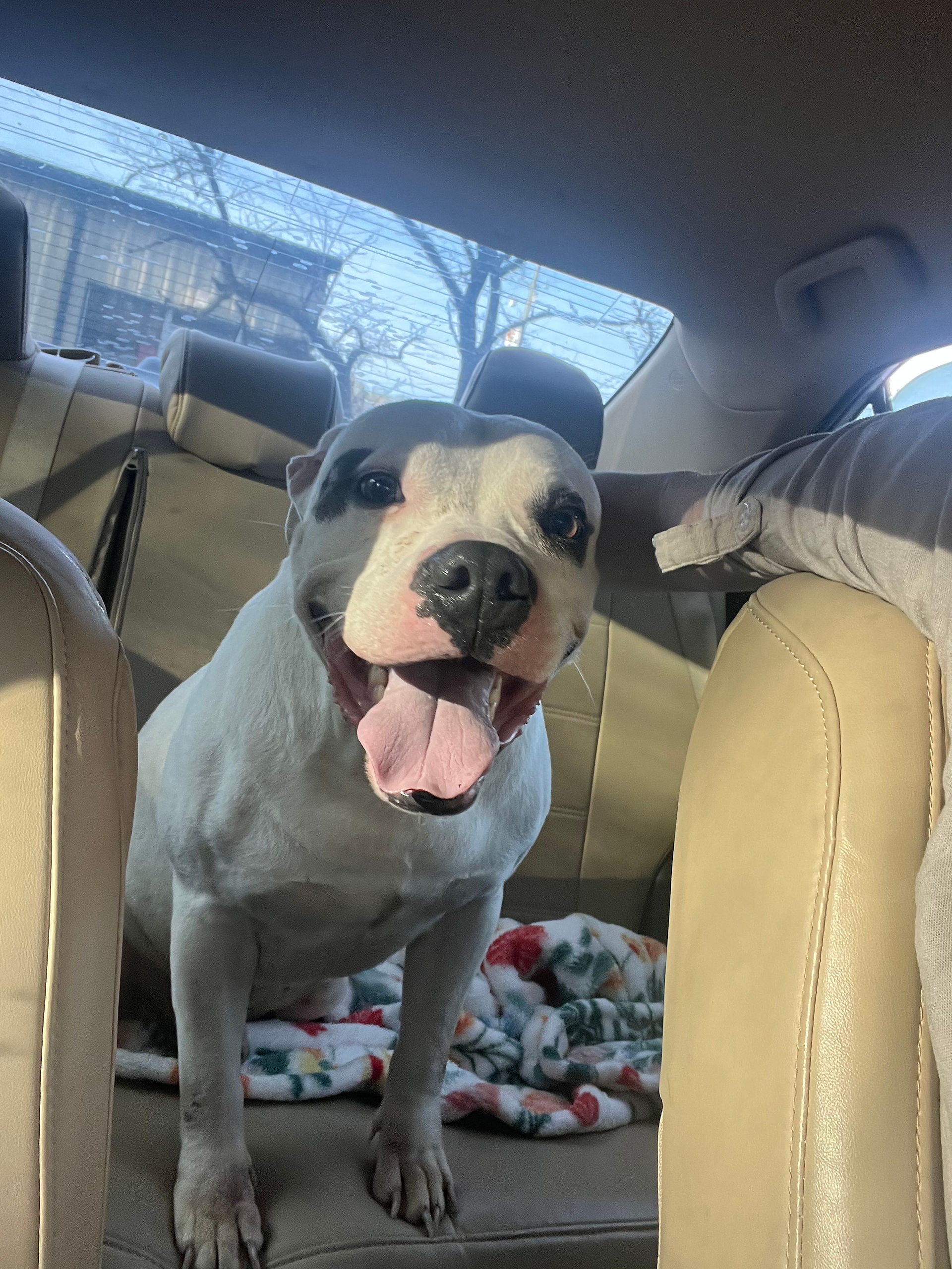 The doghouse project dog in car