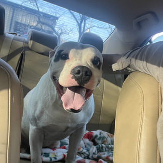 The doghouse project dog in car