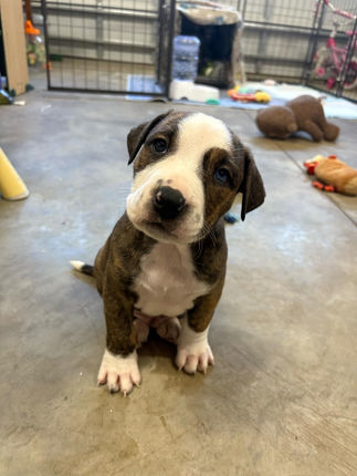 Carolina Animal Network Jersey puppy