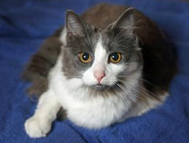 Second Chance Pet Adoptions Breezy
