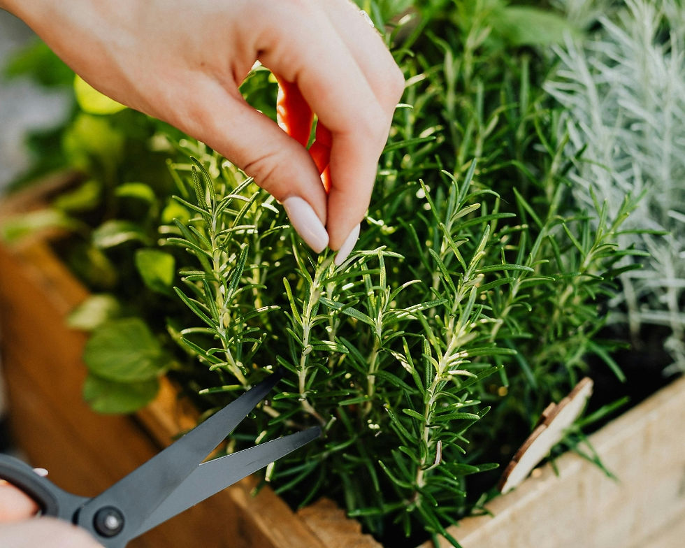 10 Easy Herbs Every Home Garden Should Grow