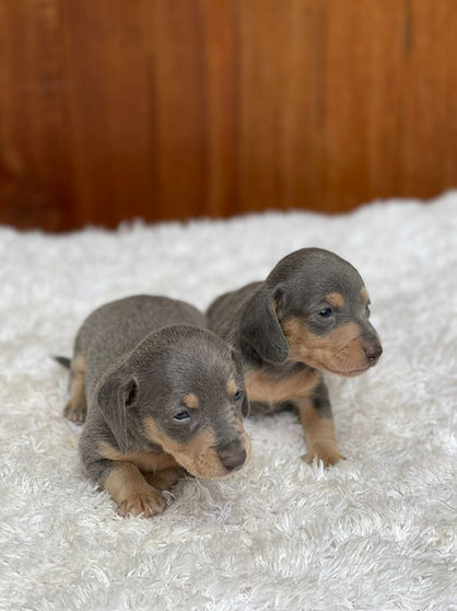 WhatsApp Image 2022-04-11 at 2.54.32 PM.jpeg