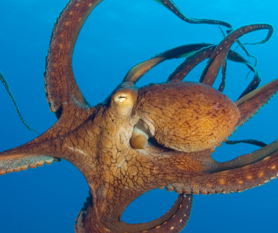 Underwater Masterminds: Octopus
