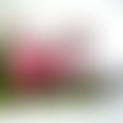 How to Spend the Holidays in Boston: From Rebelle to Snowport☃️