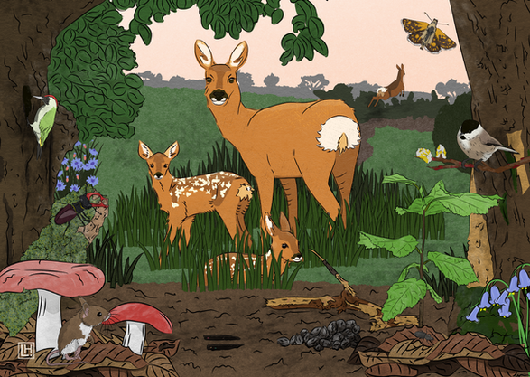 illustration of large herbivores in nature restoration, roe deer