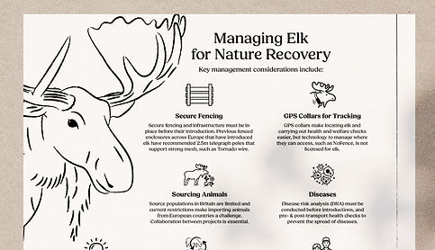 LargeHerbivore-rewilding-european-elk_ed