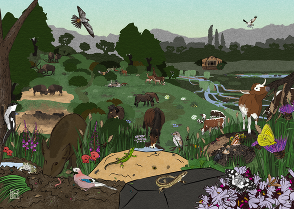 illustration of large herbivores in nature restoration, herbivore assemblages