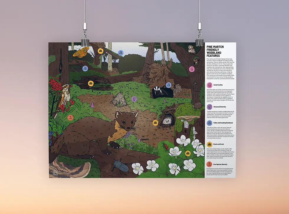 Pine Marten Landscape leaflet Devon Wildlife Trust