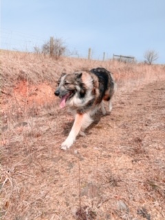 Getting outside with my best (4 legged) friend