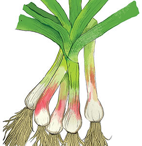 greengarlic_final_72.jpg