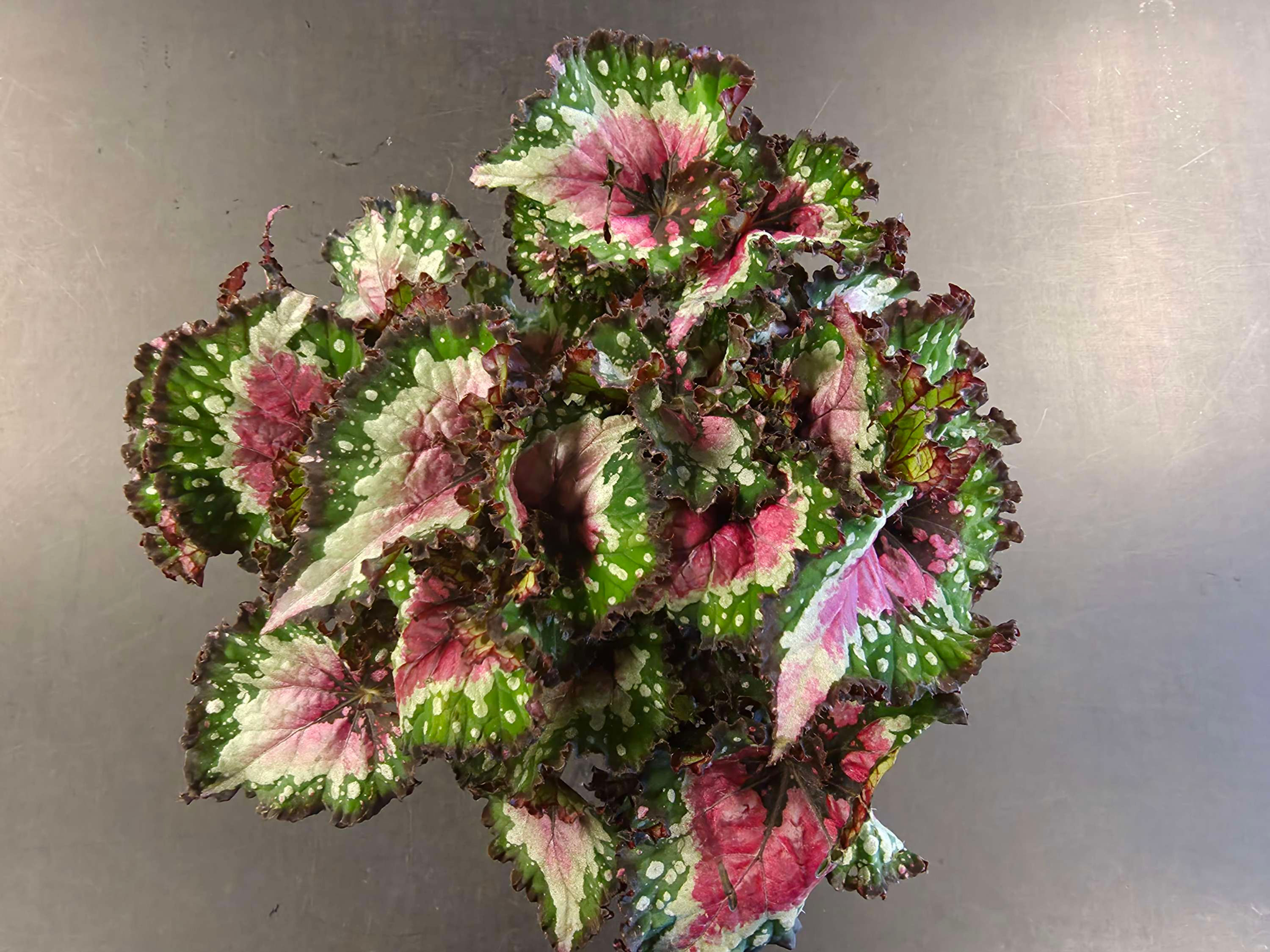 Begonia Rex Purple Sky