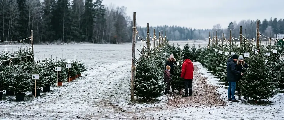 Kungsgranar, rödgranar och granar i kruka till försäljning på julgransmarknad i Stockholm.