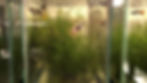 Thumbnail: Pink Pingu Guppy