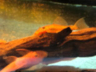 Bushynose Pleco Super Red