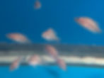 Thumbnail: Black Calvus "Inkfin"
