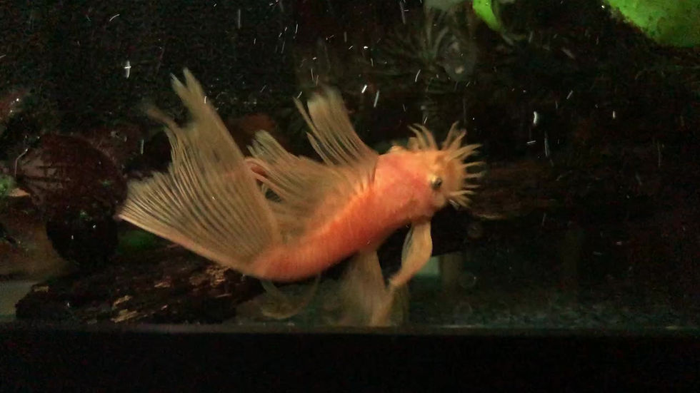 Thumbnail: Bushynose Pleco Super Red