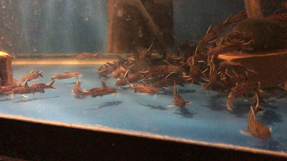 Thumbnail: Synodontis lucipinnis