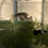 Thumbnail: Panda Guppy