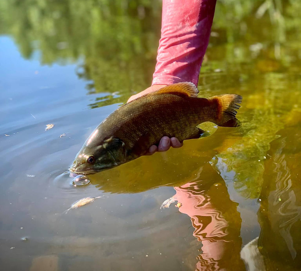 Catch and release smallmouth bass