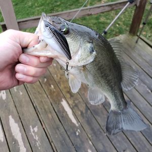 lipless crankbait fishing
