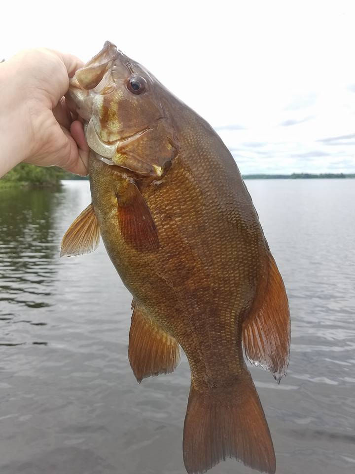Average size smallmouth bass