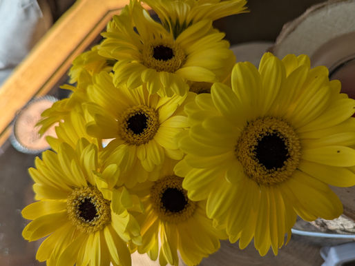 yellow daisies