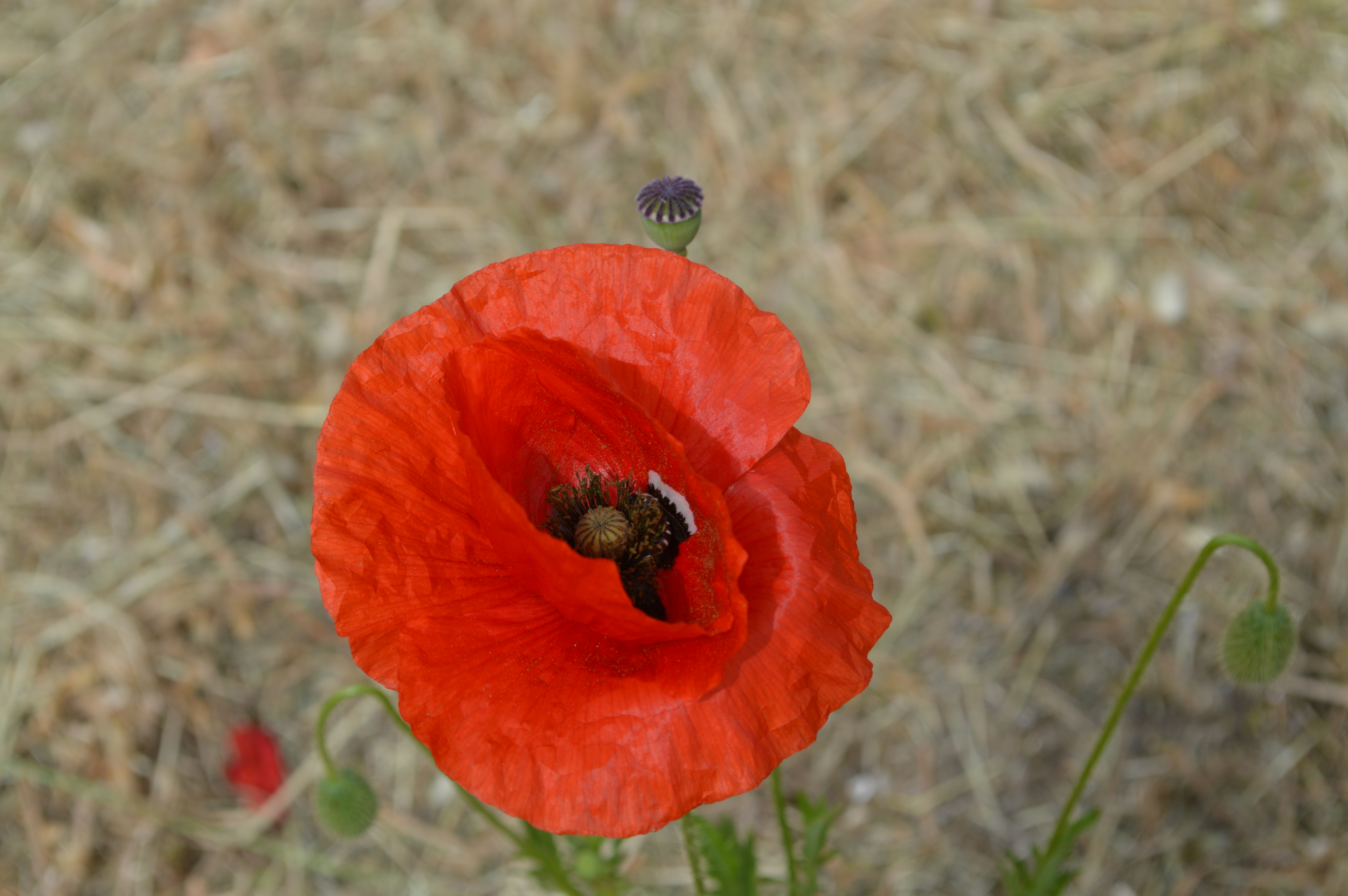 DSC_0719