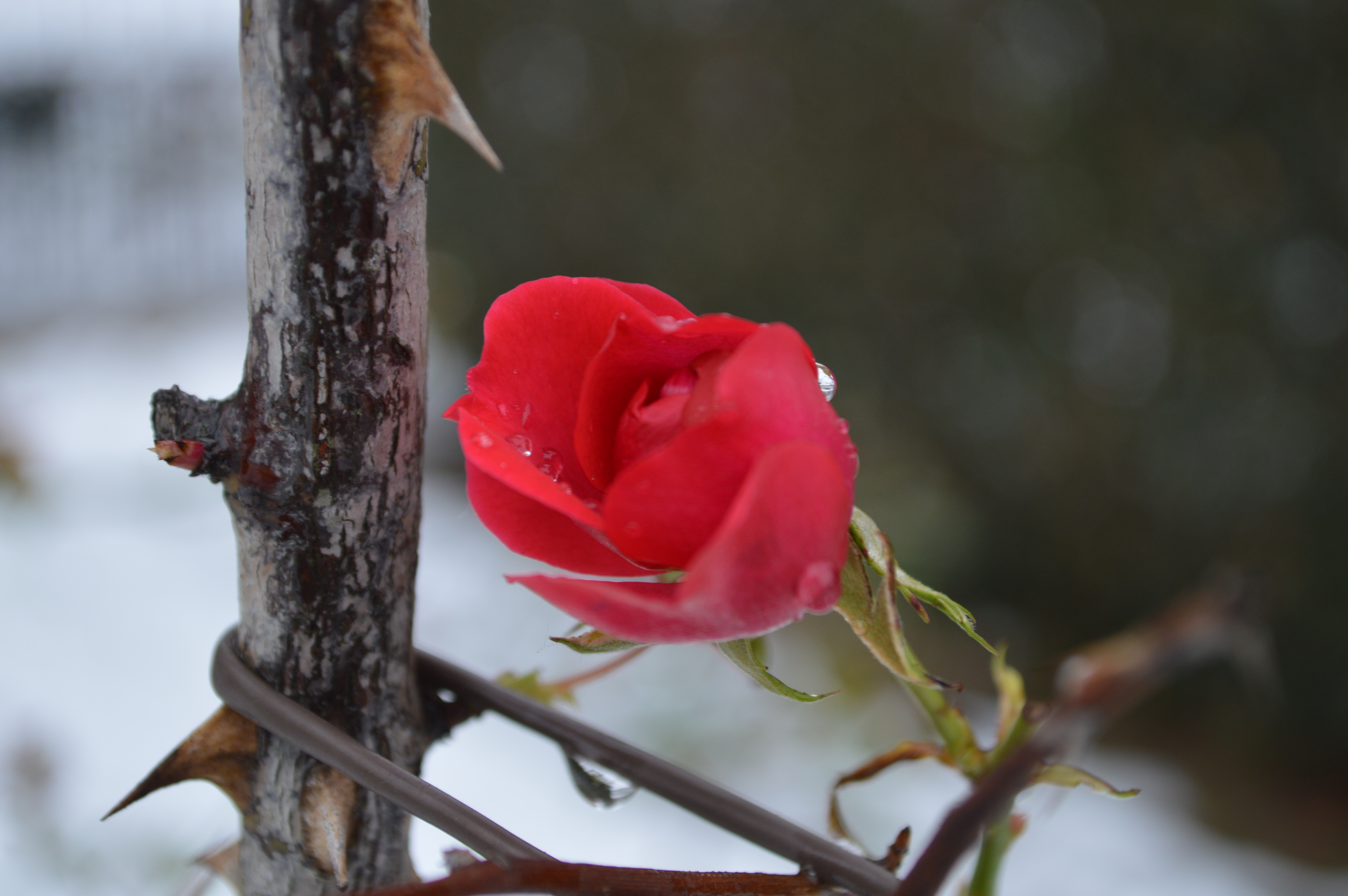 DSC_0106