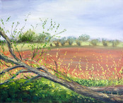 Spring Arrives