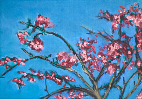 Cherry Blossoms