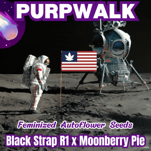 SOUVENIR 14 Happy Bird Seeds