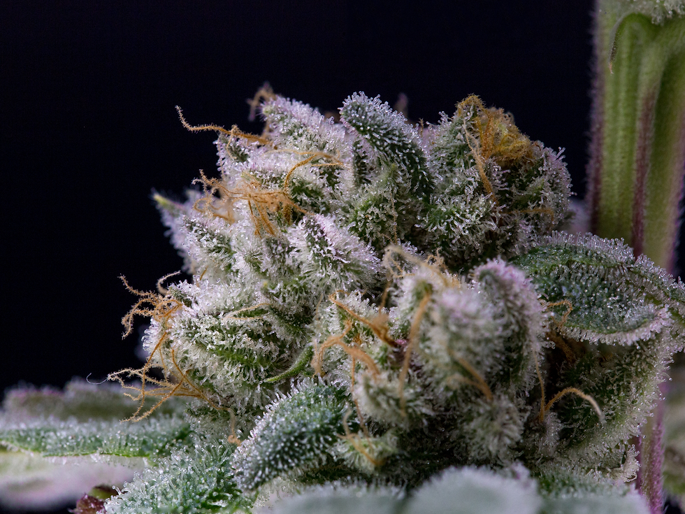 Guide To Super Autoflower Grows: Tips & Tricks From Seed To Harvest