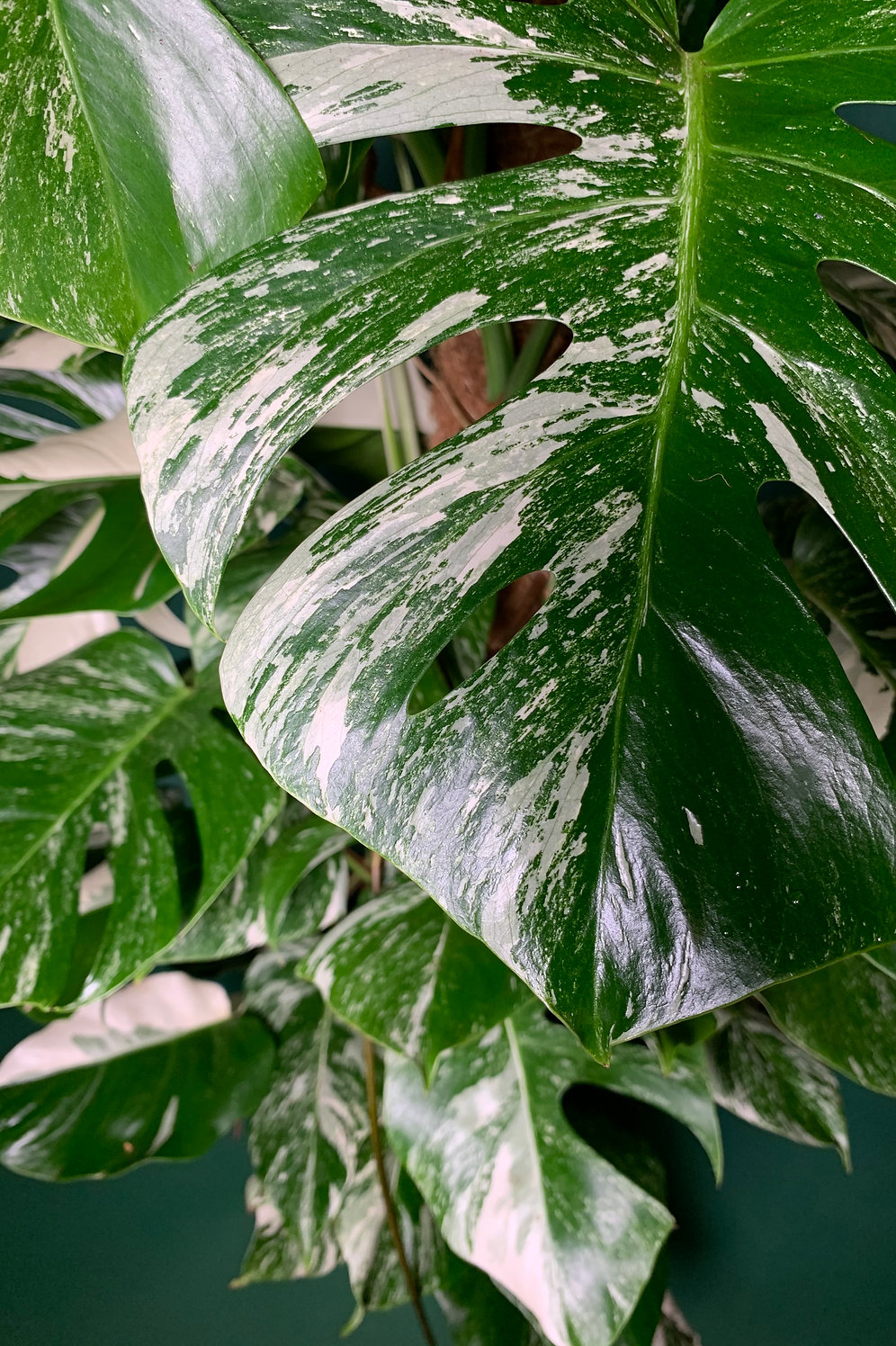 Variegated Monstera | The Plant Den