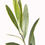 Miniatura: olivo hoja - olive leaf