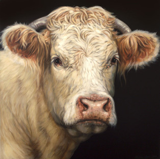 Cow Painting UK. Cow artist, cattle painting. Cows and Bulls. Cow oil painting. Charolais