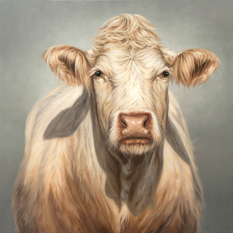 Charolais cow painting, cattle painting, West Country artist, cow painter, cow painting in oils, white cow painting