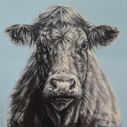 Charolais Cow Study - £550