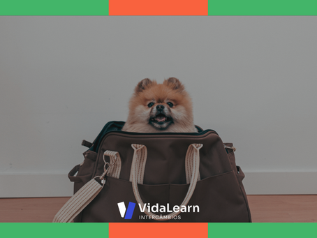 Como levar meu pet para Irlanda | Dicas preciosas para levar seu bichinho de estimação!