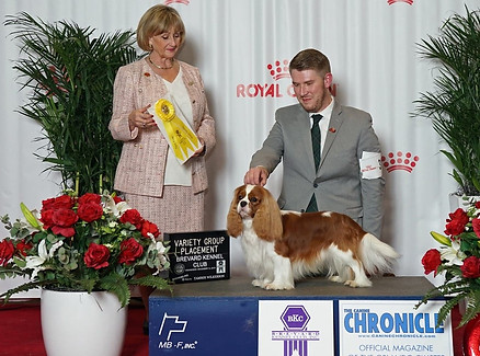 Mufasa royal canin 2019