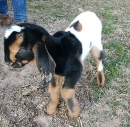 Oikos Farms North East Texas Sweety Valentiny
