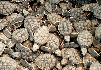 21-Turtle Hatchings.jpg