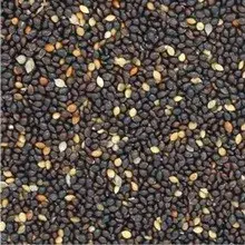 Semente Painço Preto 10Kg