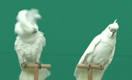 white_bird.gif