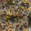 Thumbnail: Sacred Womb Blend Yoni Tea (Single Steam)