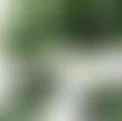 Grandi foglie verdi di una pianta tropicale