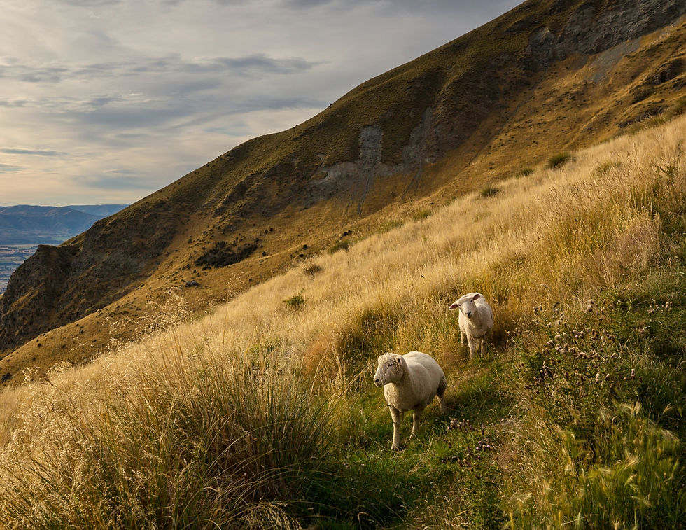 Fayman Sorbello Food Group USA FSFG Website