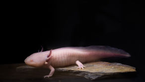 วิธีการฟักไข่ Axolotl ทำยังไงมาดูกัน!