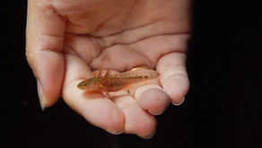 Axolotl กินอะไรเป็นอาหารกันนะ?